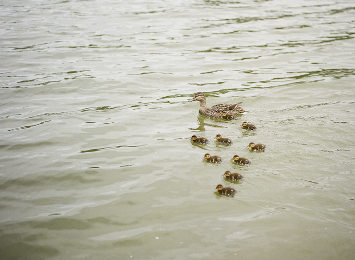 Baby Ducks in Pasadena, Maryland