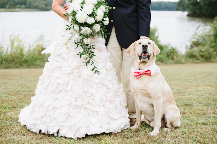 Yellow Lab - Including your Dog in your Wedding Day