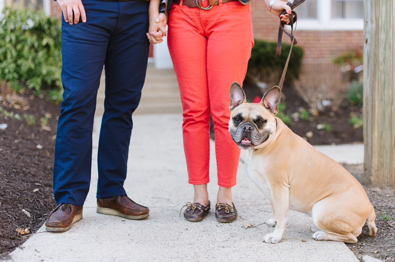 French Bulldog - Engagement Pictures in Washington DC